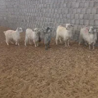 کهره نر کورکی محلی