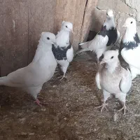 ط‌وقی و نامور