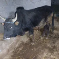 ورزا|حیوانات مزرعه|رشت, حومه رشت|دیوار