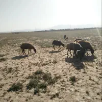 7راس میش استاق جوان برا قربانی