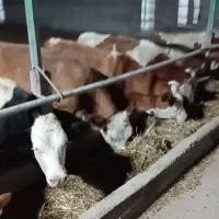 سلام نیازمند کار گاو داری شیری