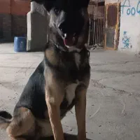 سگ ژرمن|سگ|زاهدان, |دیوار