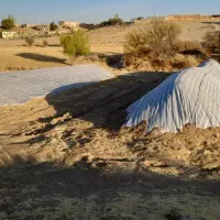 کاه گندم|حیوانات مزرعه|حلب, |دیوار