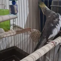 عروس هلندی|پرنده|اسلام‌شهر, شهرک مهدیه|دیوار