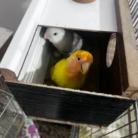 جفت برزیلی اوپال اهلی با تخم تظمینی شماره در اگهی|پرنده|ارومیه, |دیوار