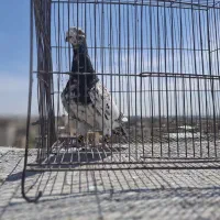 5عدد کبوتر خوش تیپ