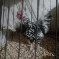 خروس گلین لری|حیوانات مزرعه|قرچک, فردیس|دیوار