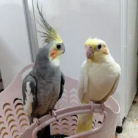 عروس هلندی|پرنده|اردکان, |دیوار