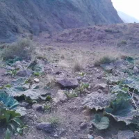 ریواس نوبرانه