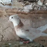 کفتر  خوب|پرنده|قم, منبع آب|دیوار