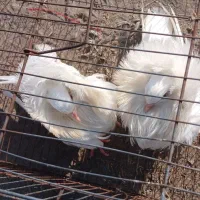 کبوتر شامپیون|پرنده|ارومیه, |دیوار