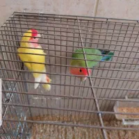 طوطی برزیلی .عروس .مرغ عشق فنج