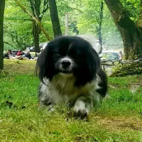 سگ پاکوتاه|سگ|تنکابن, |دیوار