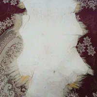 پوست بَره درست شده و نرم|فرش|اندیمشک, |دیوار