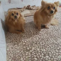 پامرین روباهی سایز صفر