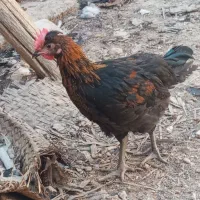 جوجه خروس محلی دارویی درشت|حیوانات مزرعه|شیراز, حومه شیراز|دیوار