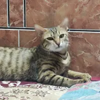 واگذاری گربهdshباست کامل وسایل(فقط افراد با شرایط)