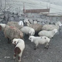 چهار عدد میش زاییده