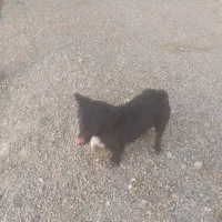 یک پا کوتاه   باهوش|سگ|مشهد, توس فردوسی|دیوار