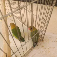 طوطی فیشر|پرنده|اصفهان, قائمیه|دیوار