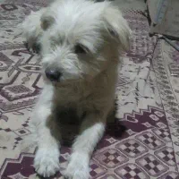 فروش سگ شیتزوسالم وامپول خورده