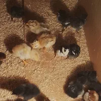 جوجه عربی|حیوانات مزرعه|اهواز, گلدشت|دیوار