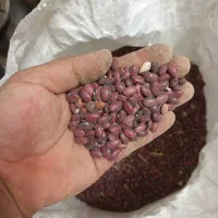 لوبیا درجه یک