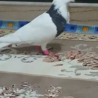 طوق سیاه الماسی و زاغ ابادانی 2تا نر|پرنده|اندیمشک, |دیوار