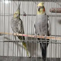 عروس هلندی مولد|پرنده|خرمدره, |دیوار