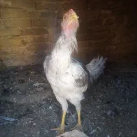 9عدد جوجه لاری 5ماه آس|حیوانات مزرعه|تربت‌حیدریه, حاجی یار‎|دیوار