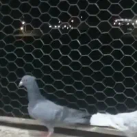 سبز کاکلی جوجه