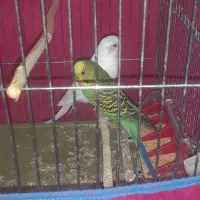 فروش دو عدد مرغ عشق|پرنده|شوش, |دیوار