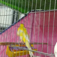 (( قناری جوجه نر رسمی بلند)) فوری