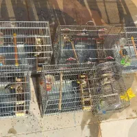 تعدادی سهره عطیقه