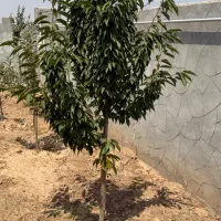 اجاره برای جشن ها ویلا باغ|خدمات پذیرایی، مراسم|زنجان, |دیوار