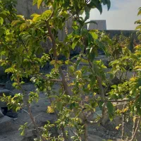 باغ و باغچه ۵۰۰متر چهاردیوار آب،برق،گازتکبرگ/اقساط