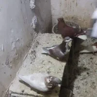 حدود30عدد کبوتر جفتی 550