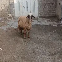 قوچ سنجابی عطیقه|حیوانات مزرعه|ماهیدشت, |دیوار