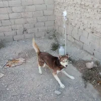 سگ هاسکی|سگ|بردسیر, |دیوار