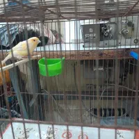 فروش فوری قناری ماده آماده آماده