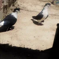 کبوتر نرماده ساده سیاه کاکل