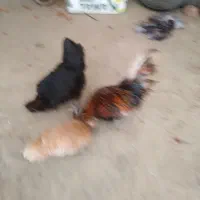 مرغ وخروس لهستانی|حیوانات مزرعه|سنندج, |دیوار