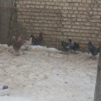 خروس|حیوانات مزرعه|فارسان, |دیوار