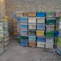 کندو زنبور|عمده‌فروشی|کاشمر, |دیوار