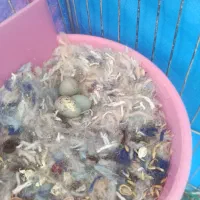 ماده سوخته با سه تا تخم