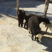 20 راس کهره ماده با چند عدد بره|حیوانات مزرعه|یاسوج, |دیوار