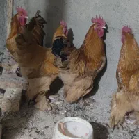 مرغ برهما طلایی|حیوانات مزرعه|مرند, |دیوار