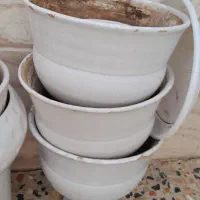 فروش|گل و گیاه طبیعی|یزد, |دیوار