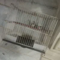 جفت فنج با قفس|پرنده|بیرجند, |دیوار