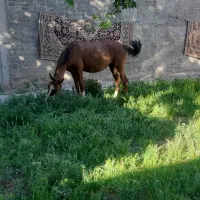 کره مادیون ماده ۲سال وسه ماه سن .جنس دار|اسب و تجهیزات اسبسواری|جونقان, |دیوار